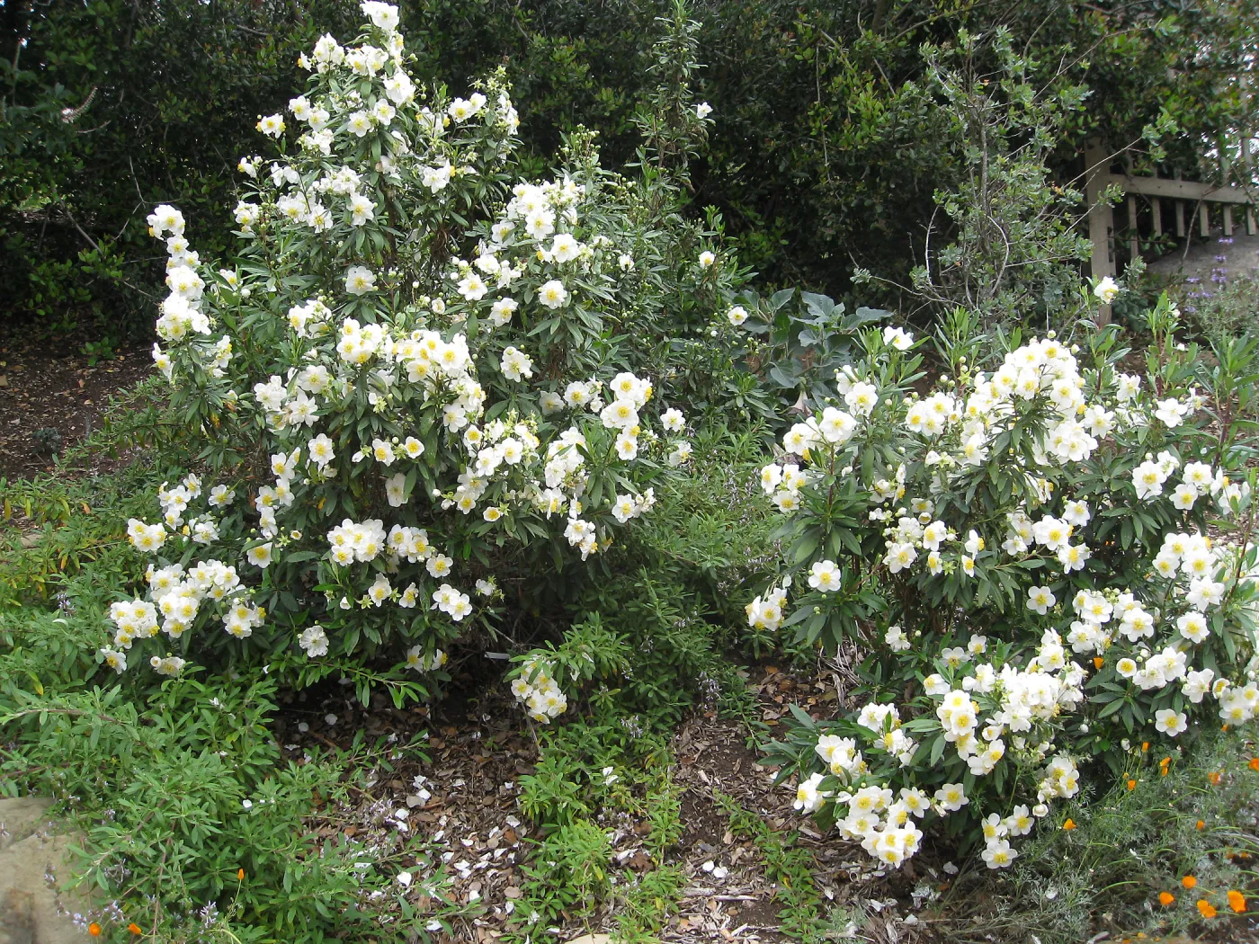 Carpenteria californica on Parking Lot Bank