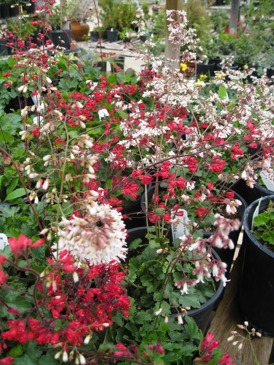 Heuchera cultivars for sale
