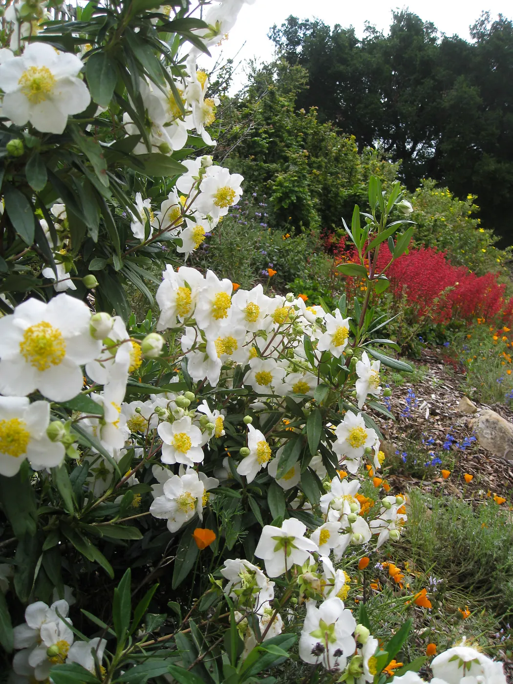 Carpenteria californica with Heuchera 'Santa Ana Cardinal' in background on Parking Lot Bank
