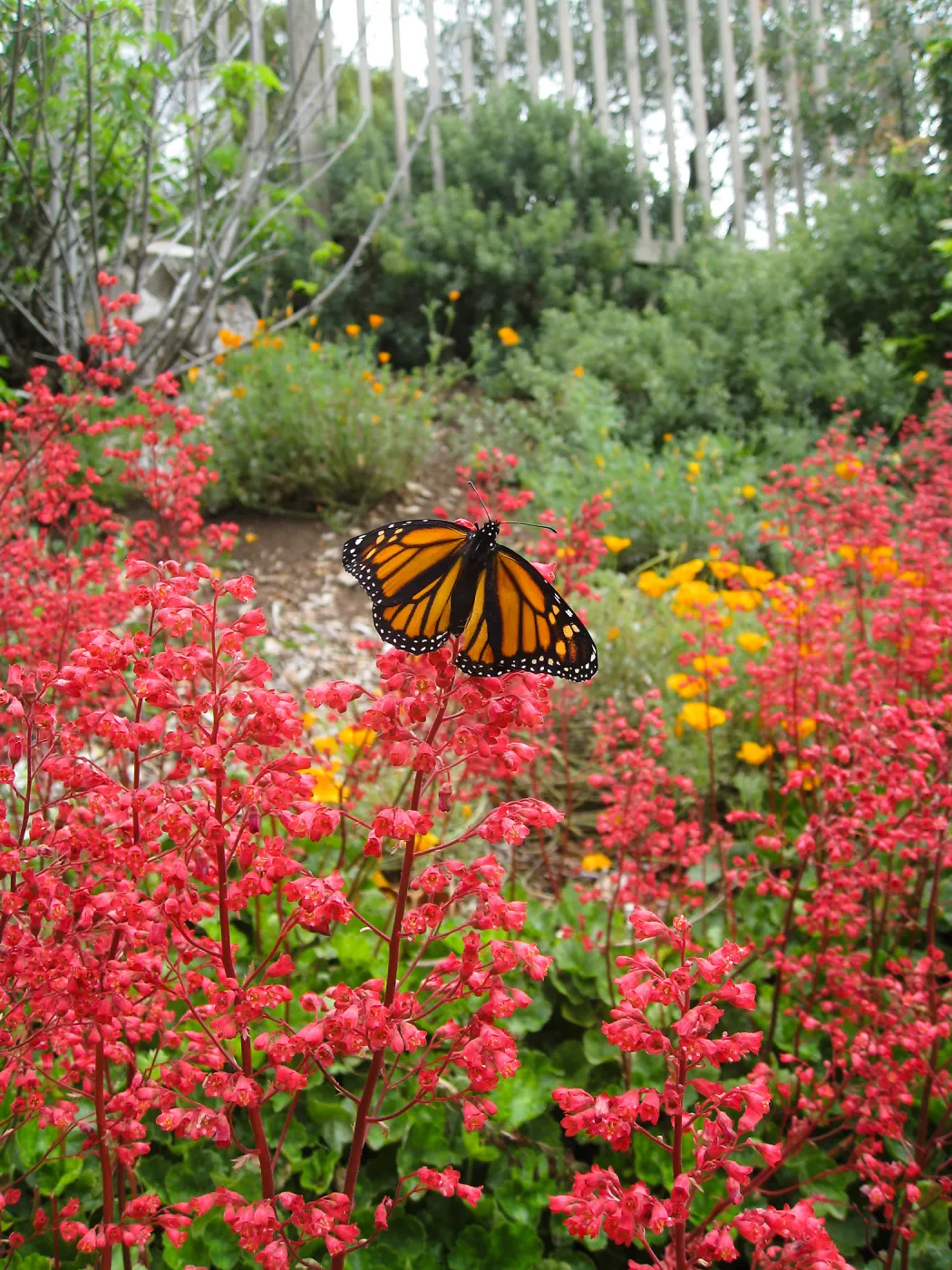 Monarch Butterfly on Heuchera Santa Ana Cardinal on Parking Lot Bank