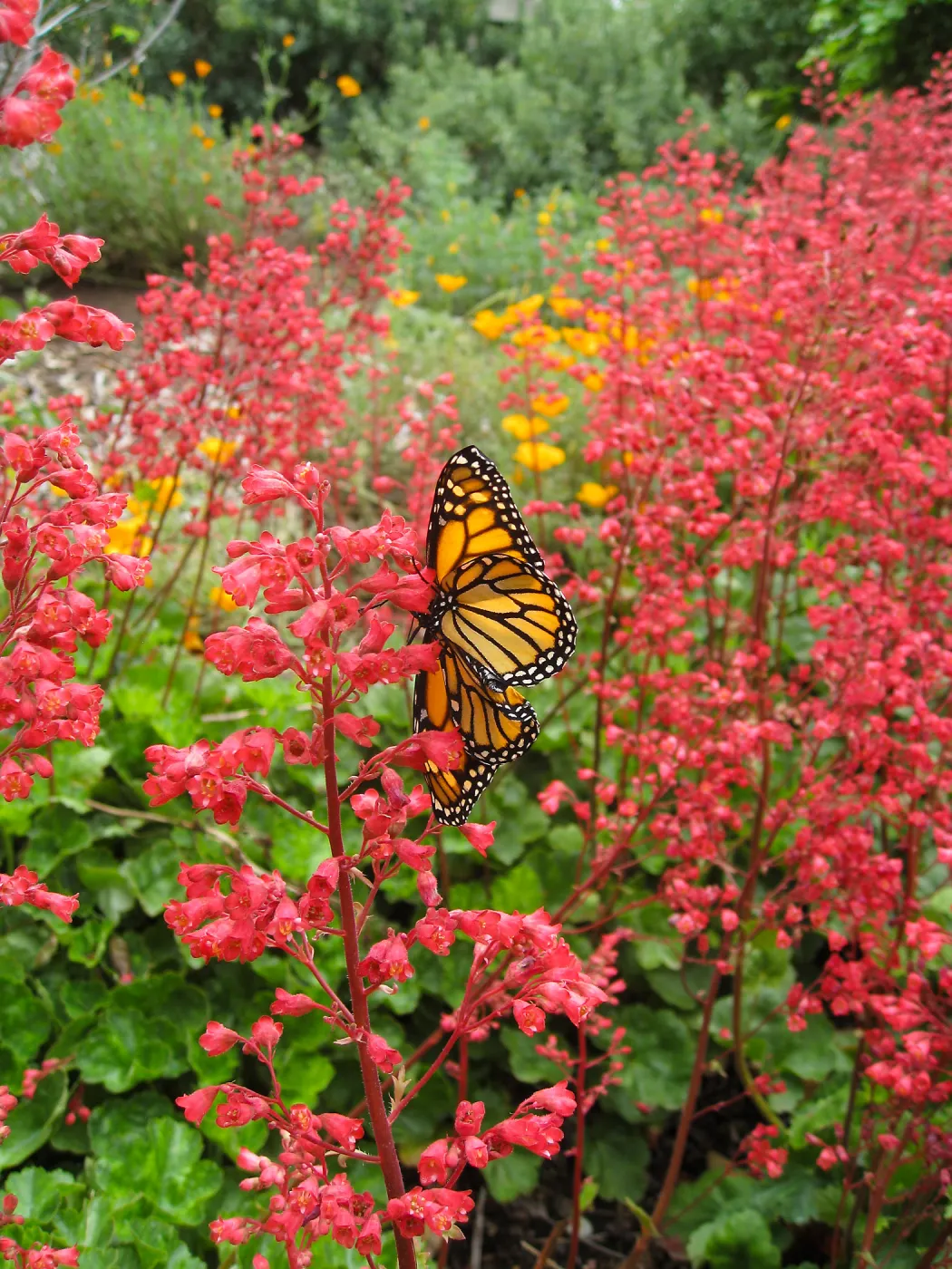 Heuchera 'Santa Ana Cardinal' on Parking Lot Bank