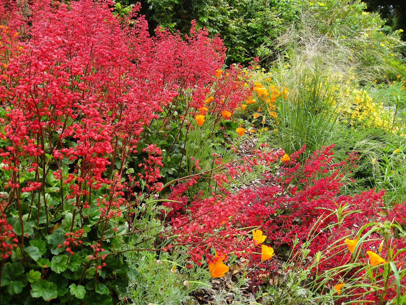 Heuchera Santa Ana Cardinal on Parking Lot Bank