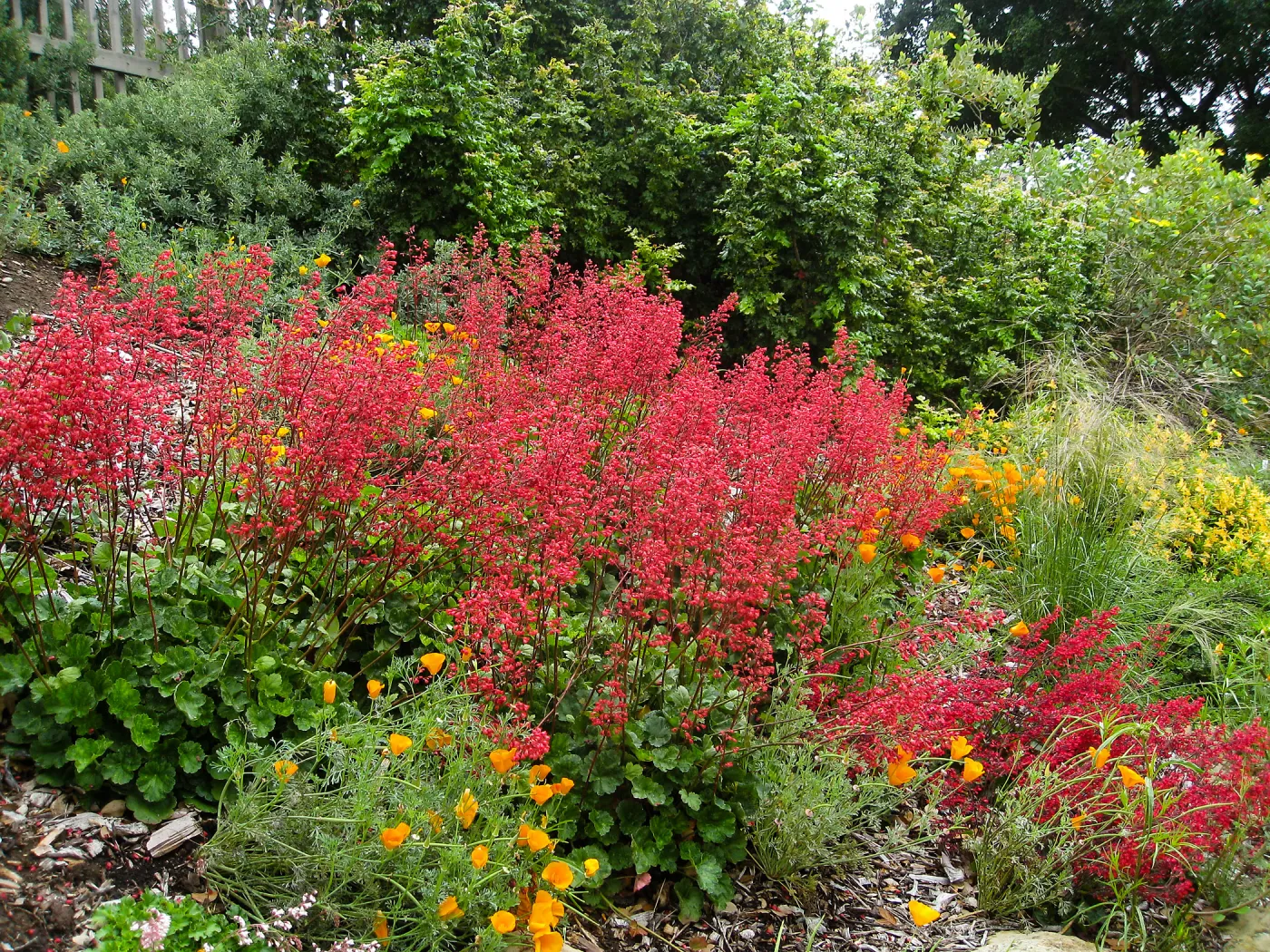 Heuchera Santa Ana Cardinal on Parking Lot Bank