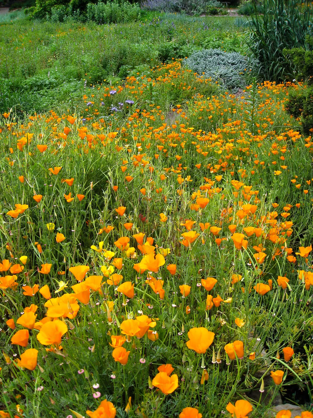 California poppy in upper Meadow