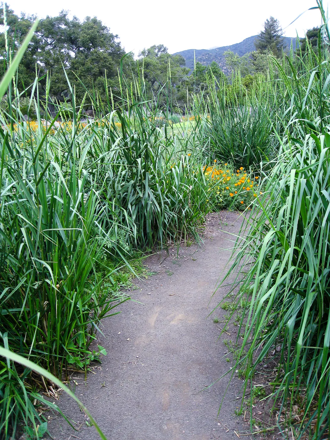 Leymus condensatus in Meadow by Junipers