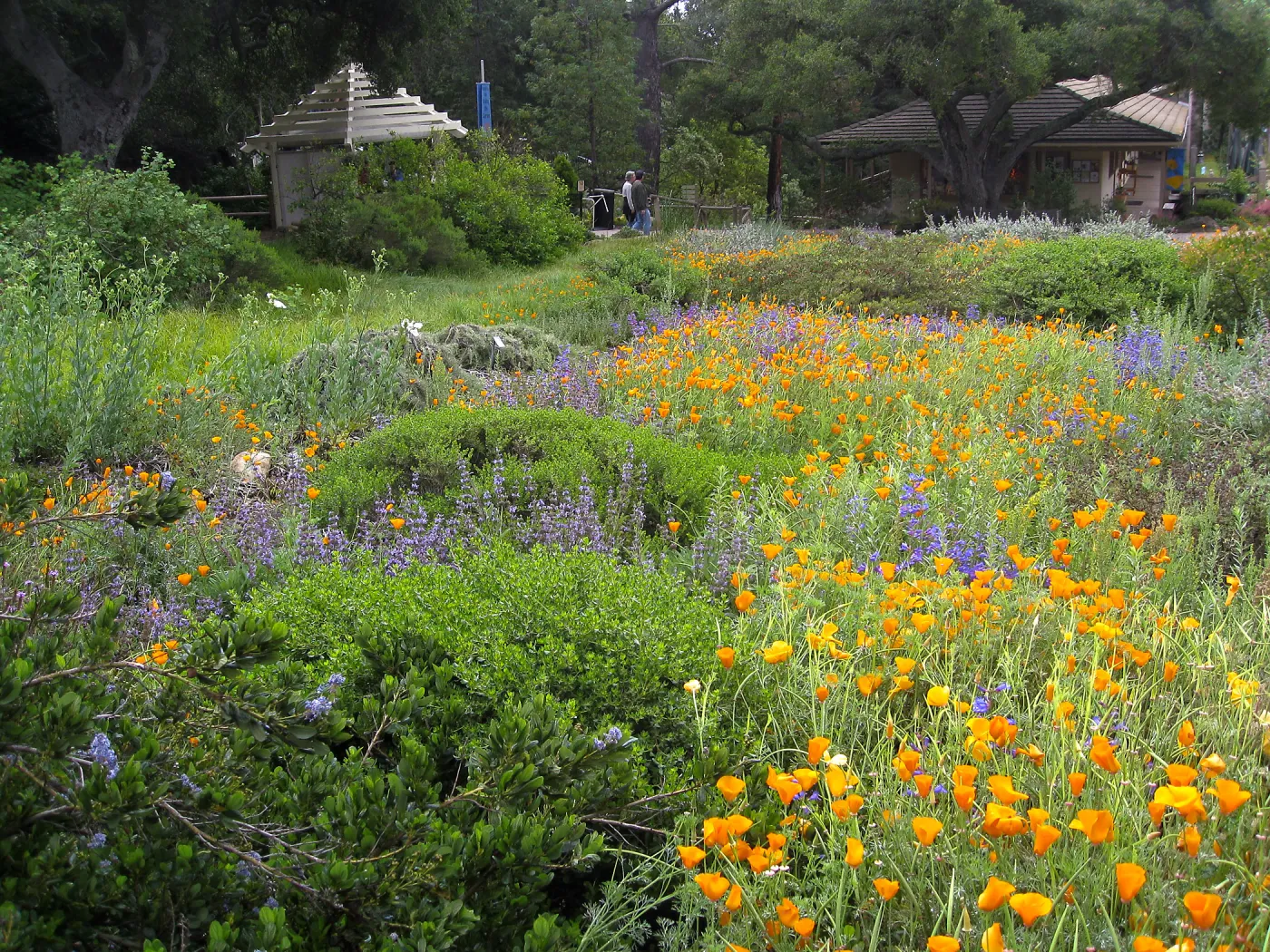 Groundcover display with California Poppy, lupine