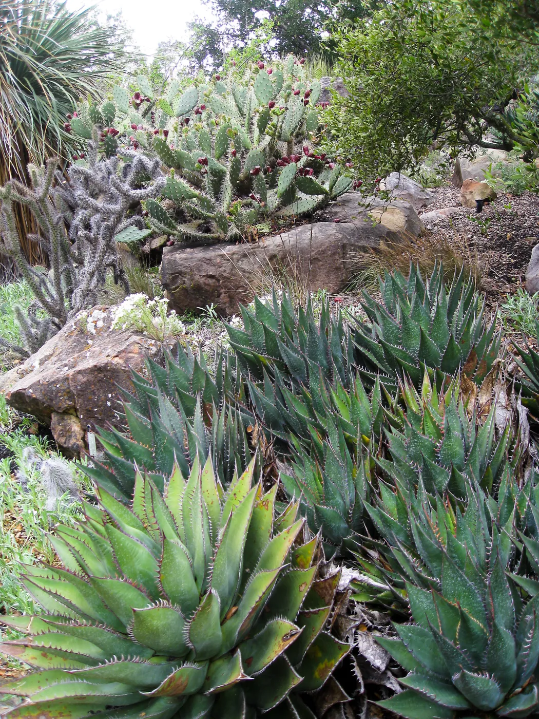 Desert Section, Agave shawii