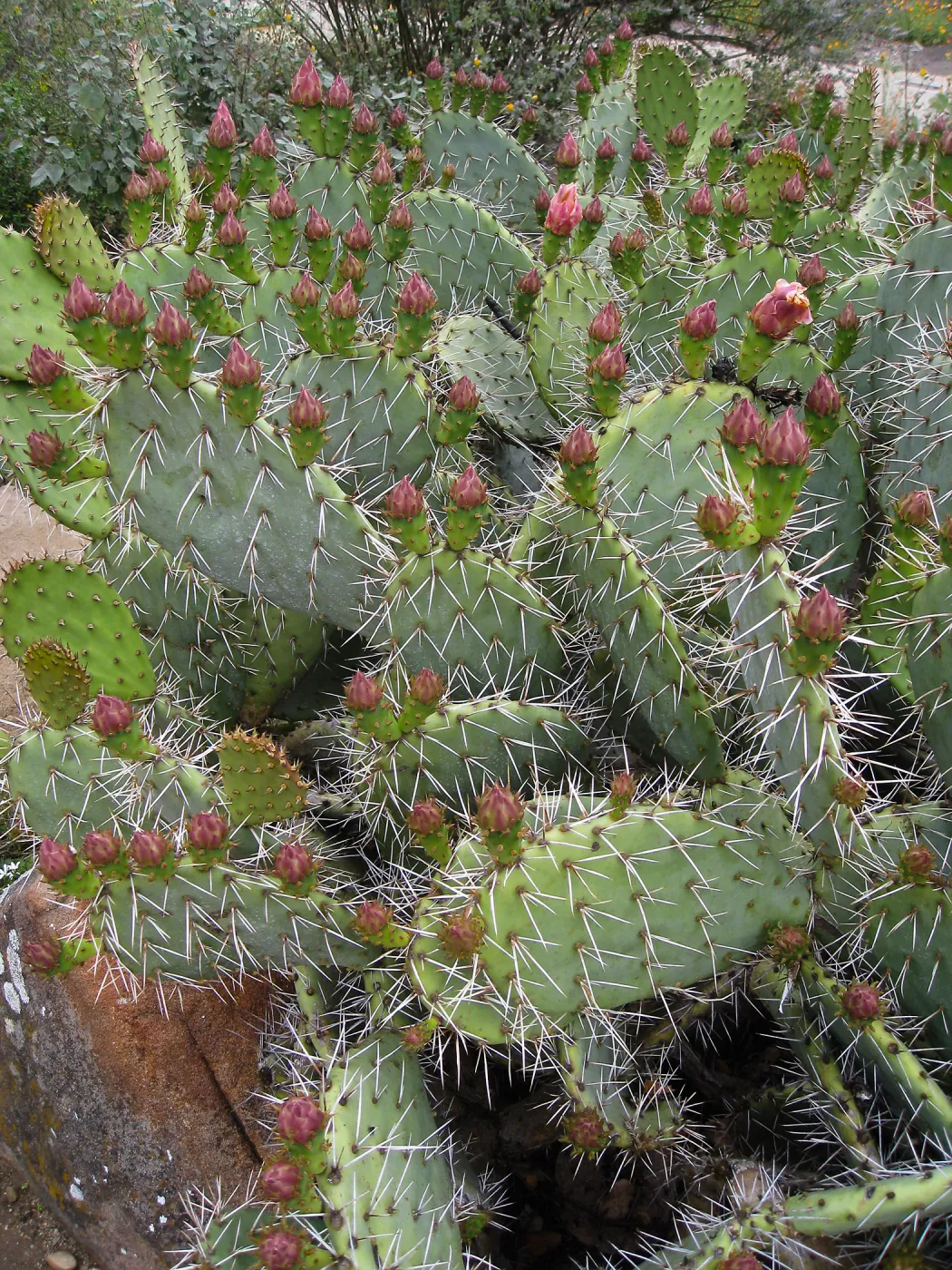 Opuntia littoralis in Desert Section