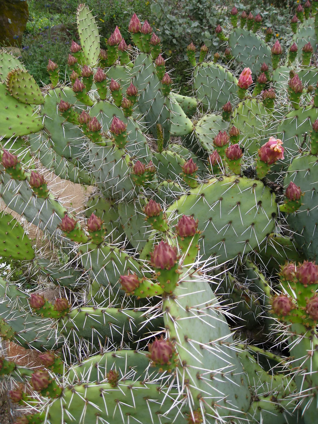 Opuntia littoralis in Desert Section