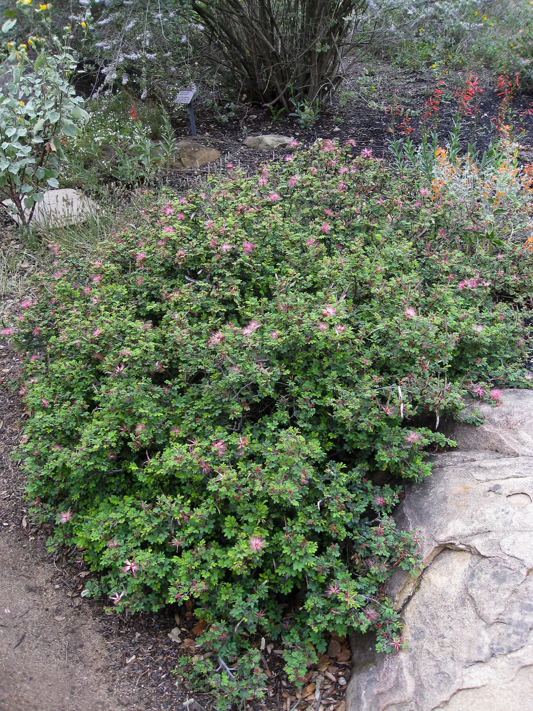 Calliandra eriophylla in Desert Section