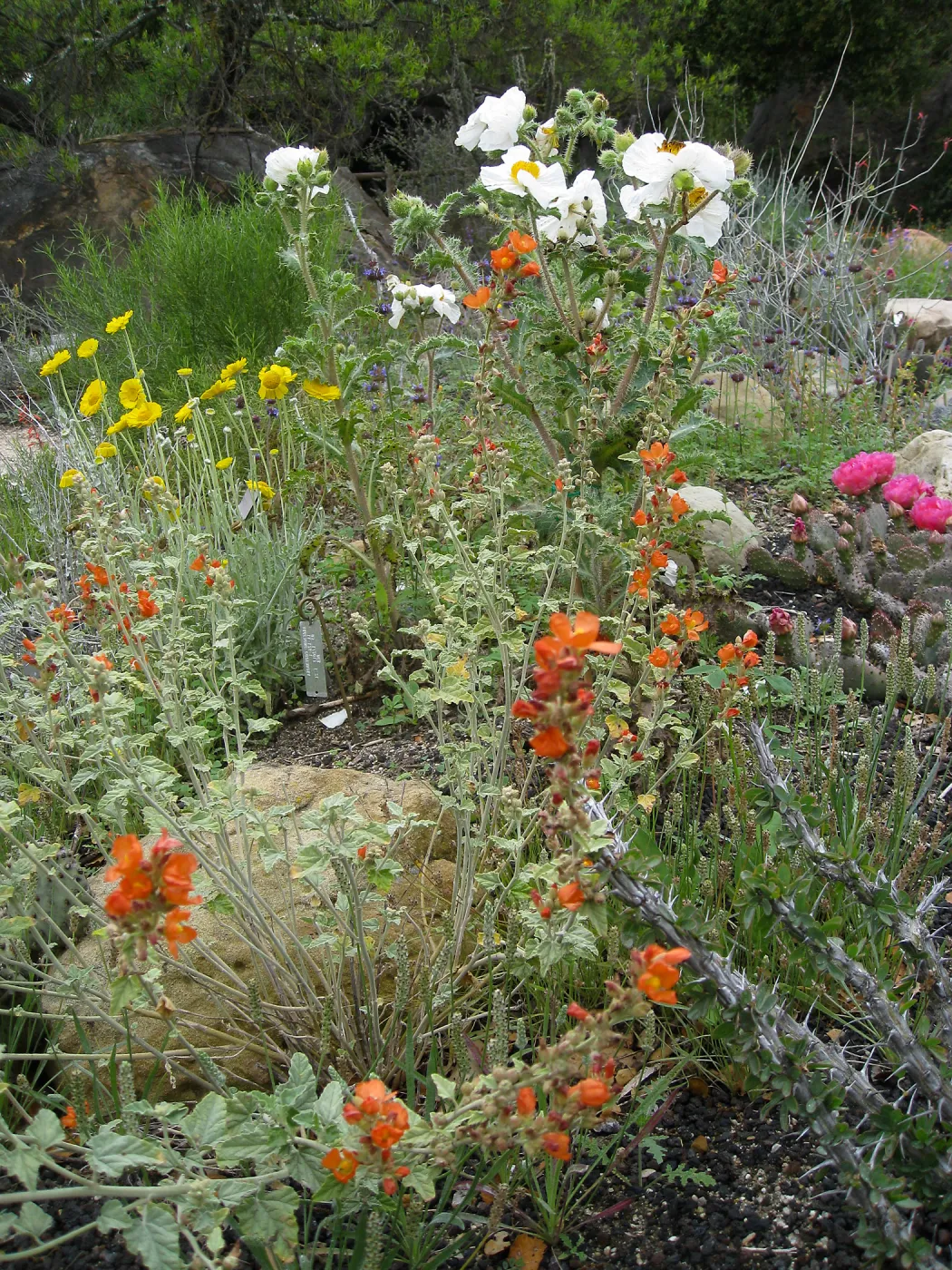 Wildflower display in Desert Section
