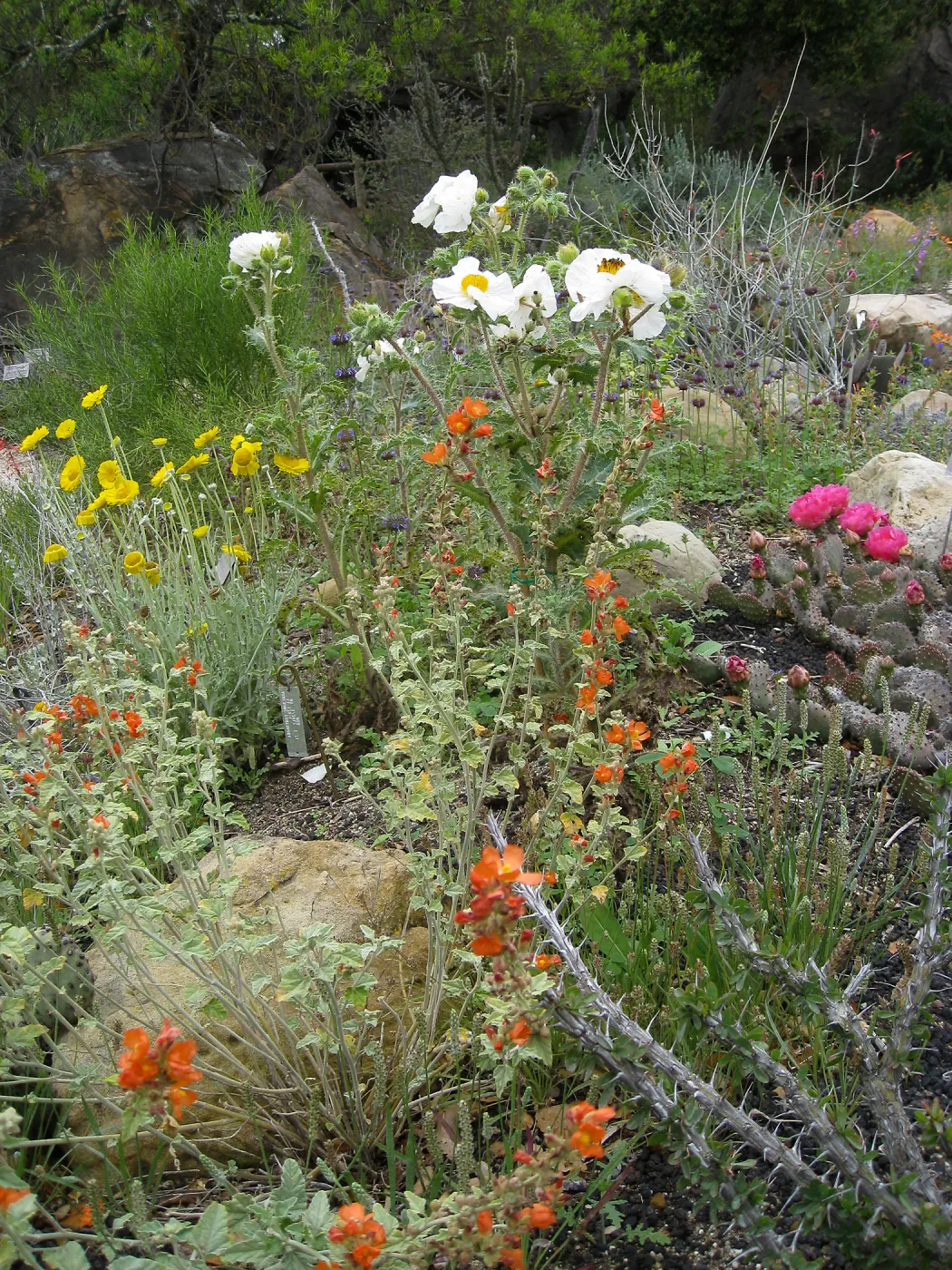 Wildflower display in Desert Section
