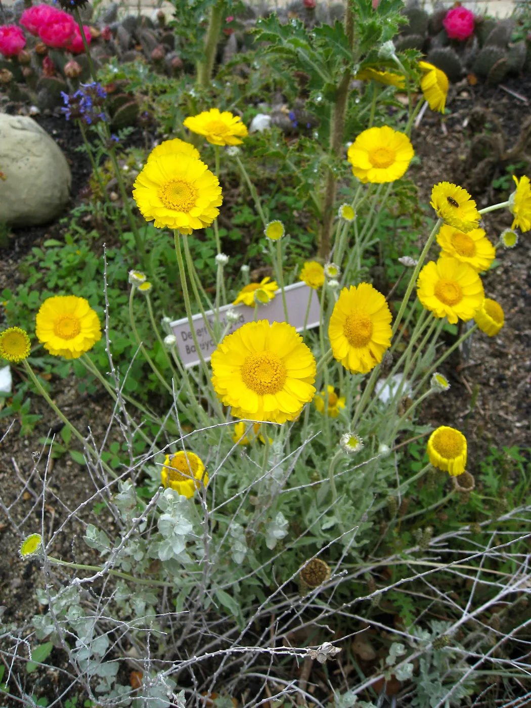 Baileya multiradiata in Desert Section