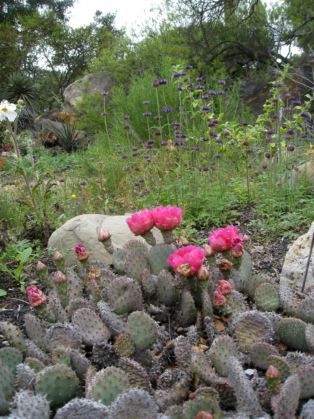 Opuntia basilaris in flower in the Desert Section