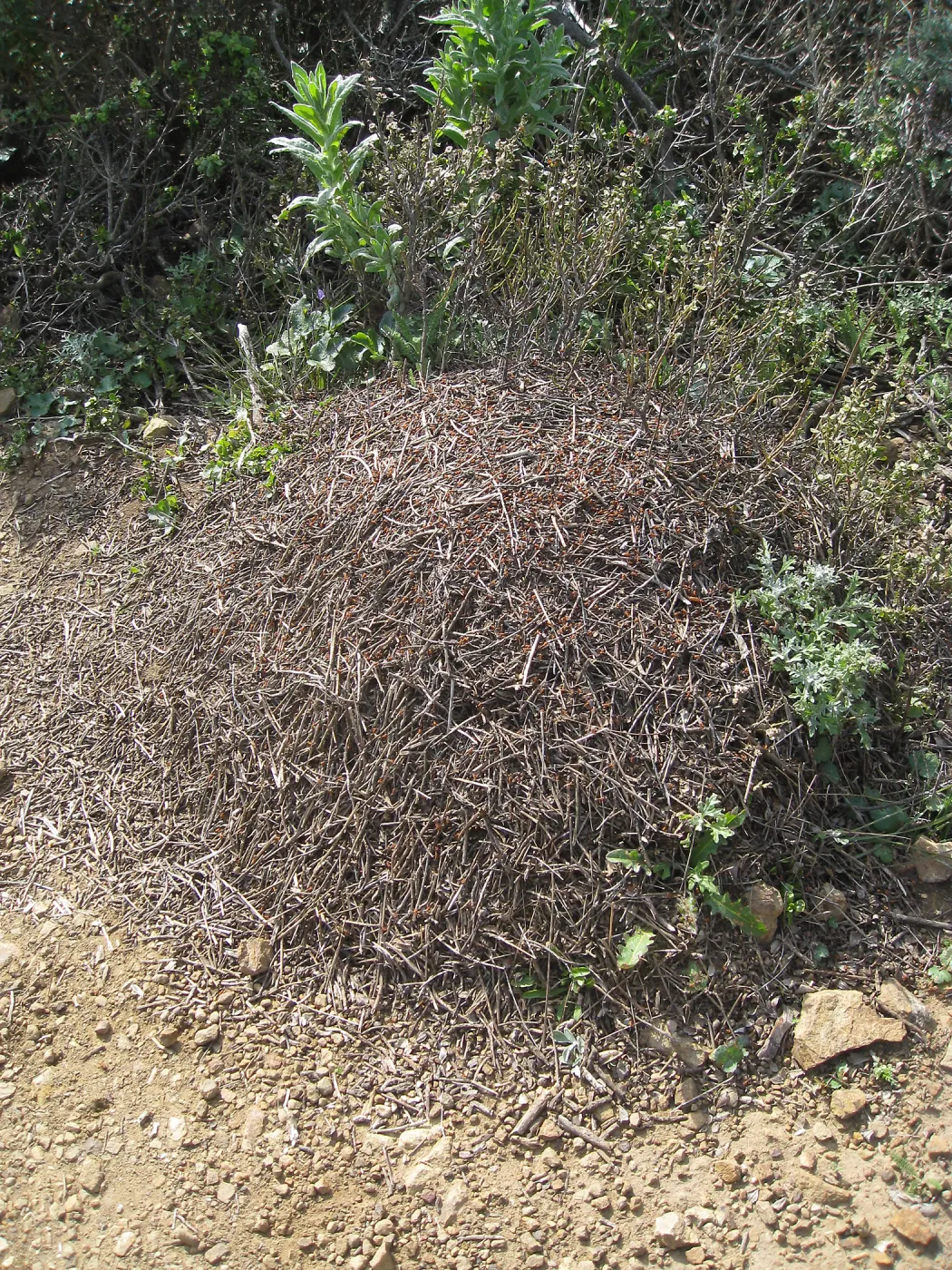 San Bruno Mountain, ant nest