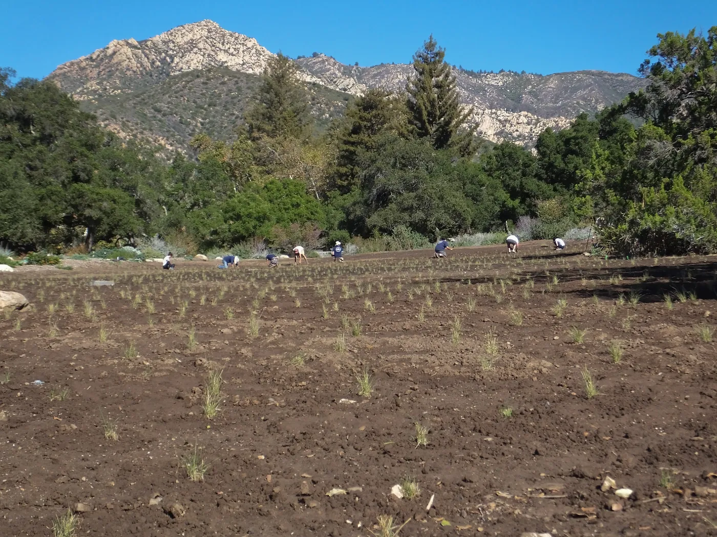 Meadow Revival Project, Blue Gramma Plug Planting, Volunteers from Hofmann Architecture