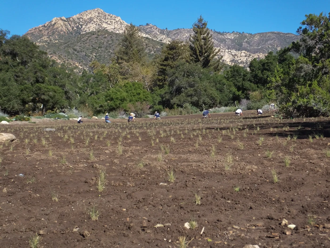 Meadow Revival Project, Blue Gramma Plug Planting, Volunteers from Hofmann Architecture
