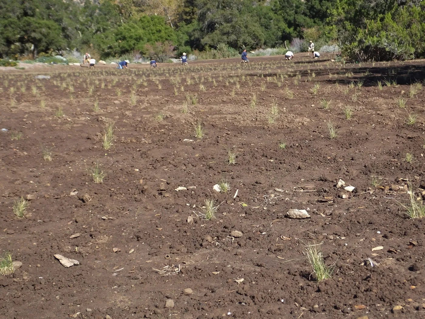 Meadow Revival Project, Blue Gramma Plug Planting, Volunteers from Hofmann Architecture