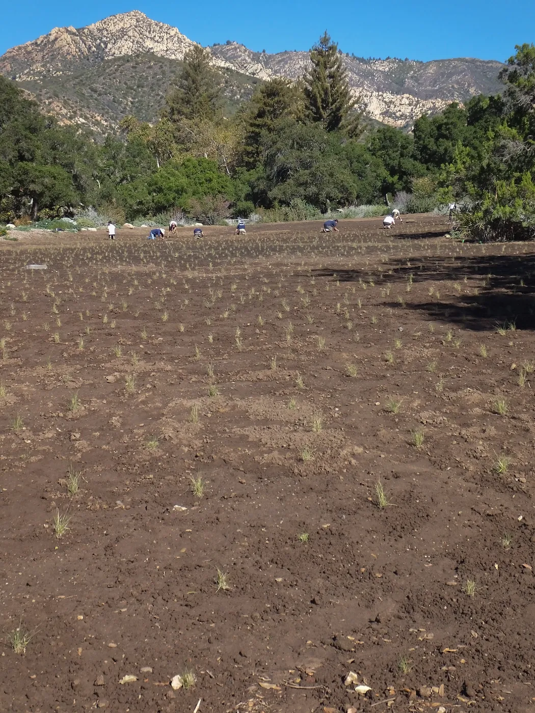 Meadow Revival Project, Blue Gramma Plug Planting, Volunteers from Hofmann Architecture