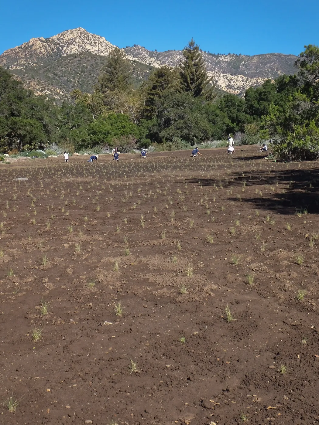 Meadow Revival Project, Blue Gramma Plug Planting, Volunteers from Hofmann Architecture