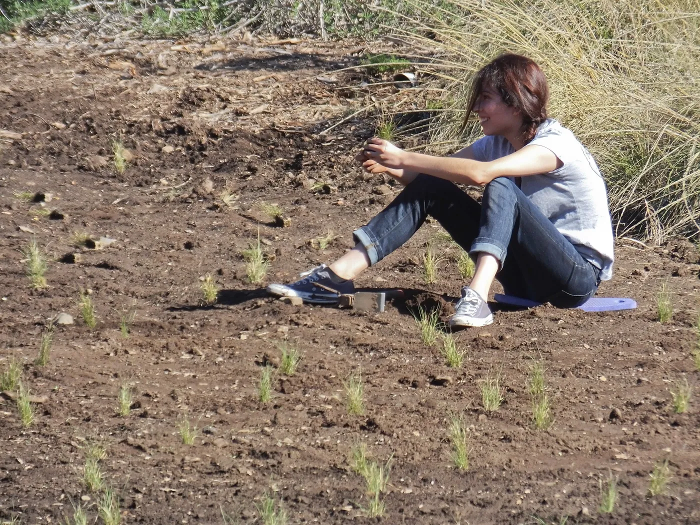 Meadow Revival Project, Blue Gramma Plug Planting, Volunteers from Hofmann Architecture