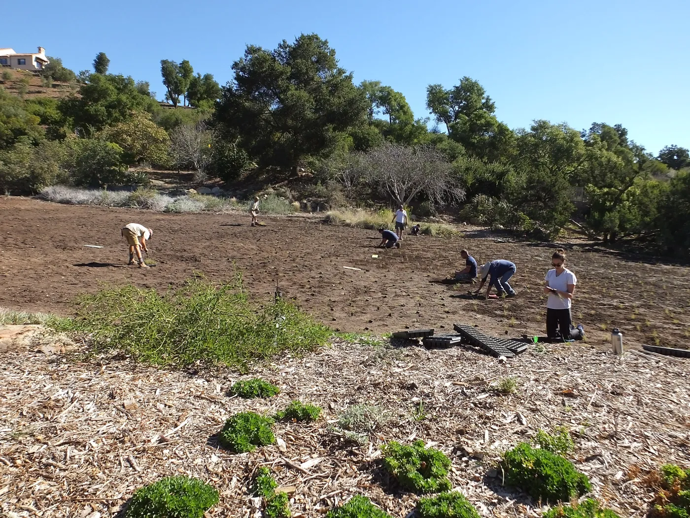 Meadow Revival Project, Blue Gramma Plug Planting, Volunteers from Hofmann Architecture