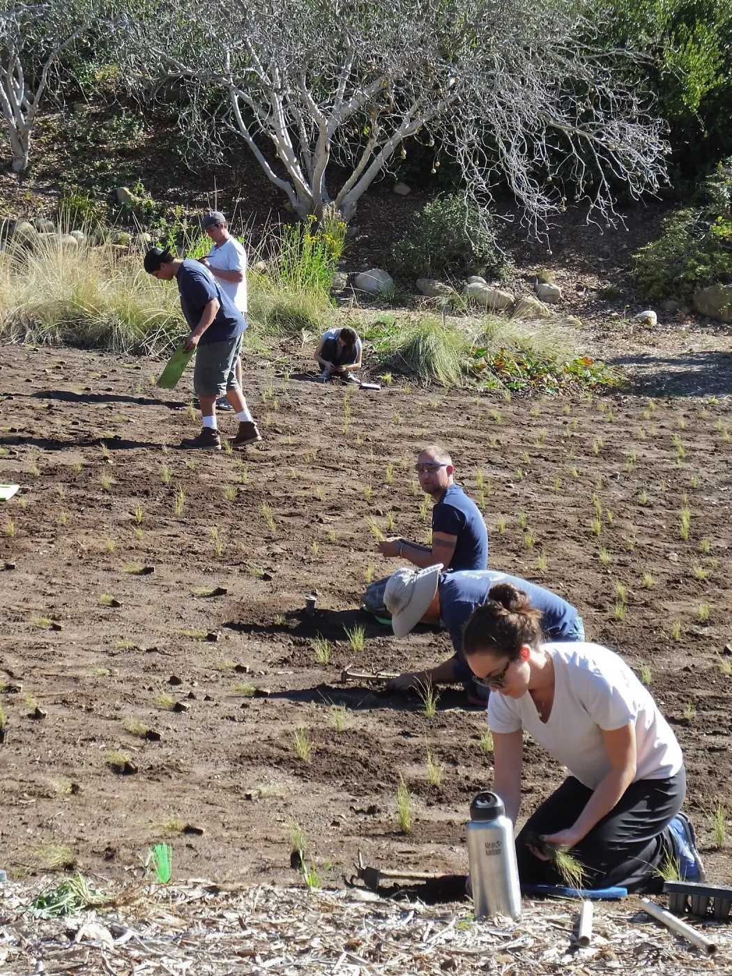 Meadow Revival Project, Blue Gramma Plug Planting, Volunteers from Hofmann Architecture