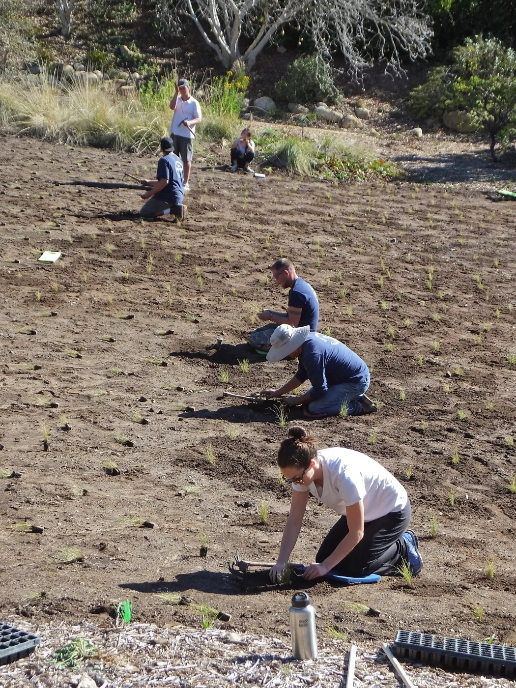 Meadow Revival Project, Blue Gramma Plug Planting, Volunteers from Hofmann Architecture