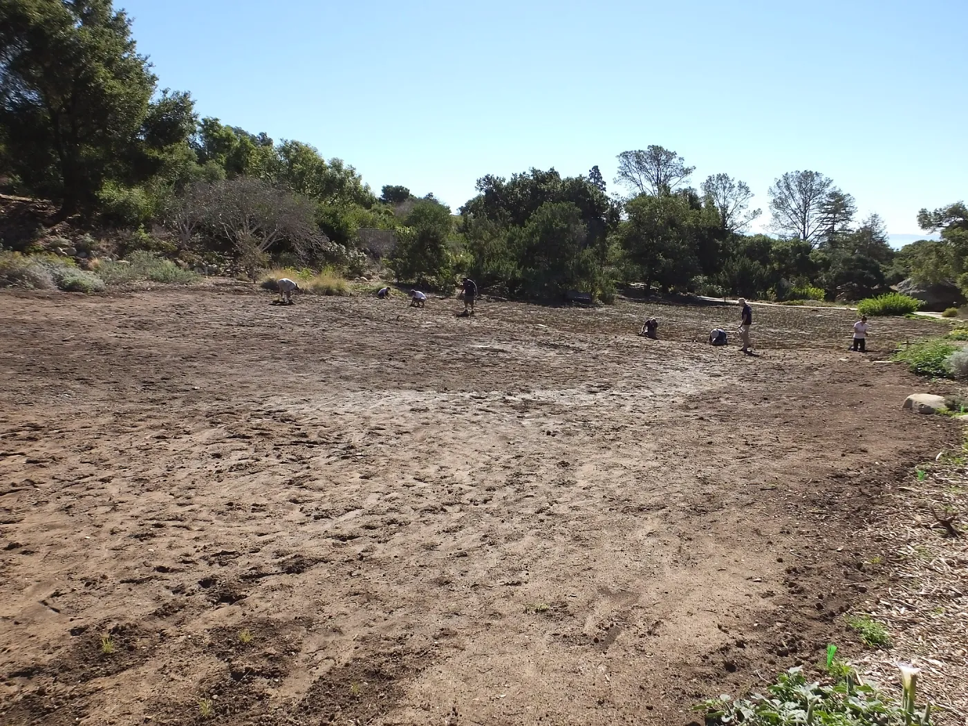 Meadow Revival Project, Blue Gramma Plug Planting, Volunteers from Hofmann Architecture