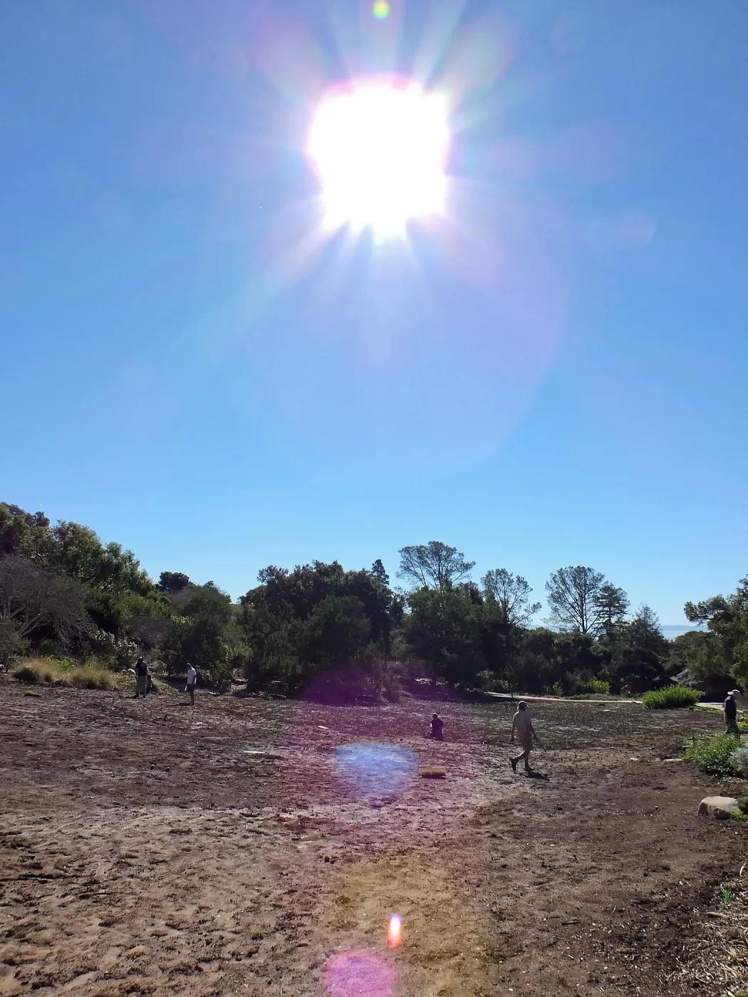 Meadow Revival Project, Blue Gramma Plug Planting, Volunteers from Hofmann Architecture