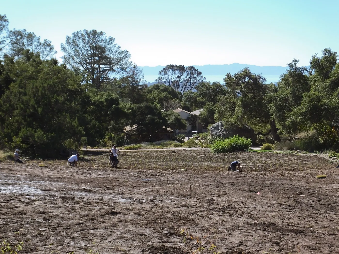 Meadow Revival Project, Blue Gramma Plug Planting, Volunteers from Hofmann Architecture