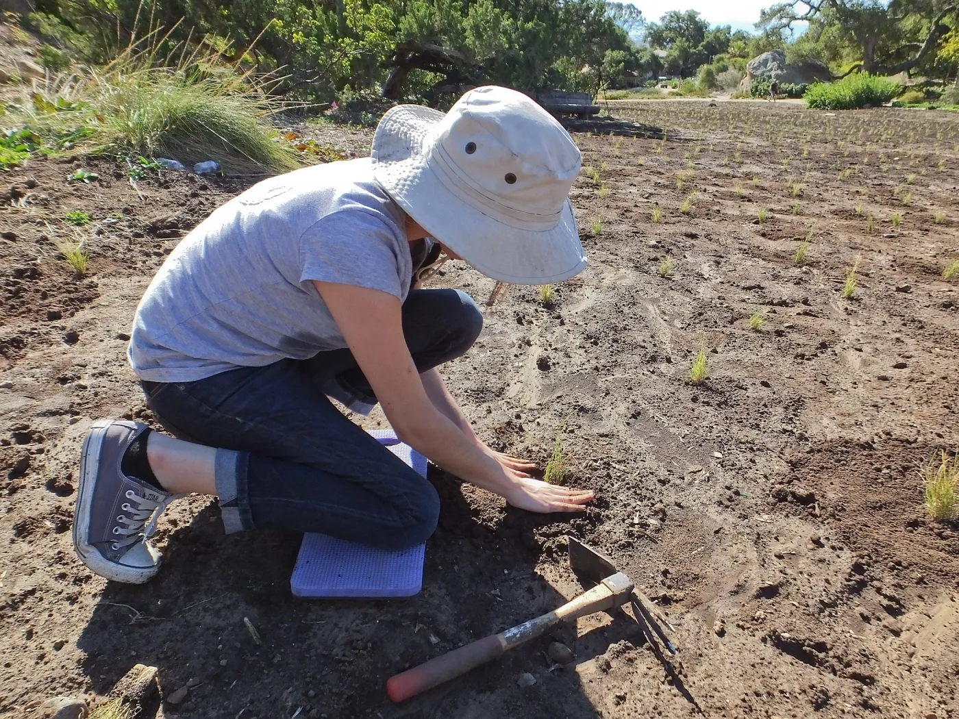 Meadow Revival Project, Blue Gramma Plug Planting, Volunteers from Hofmann Architecture