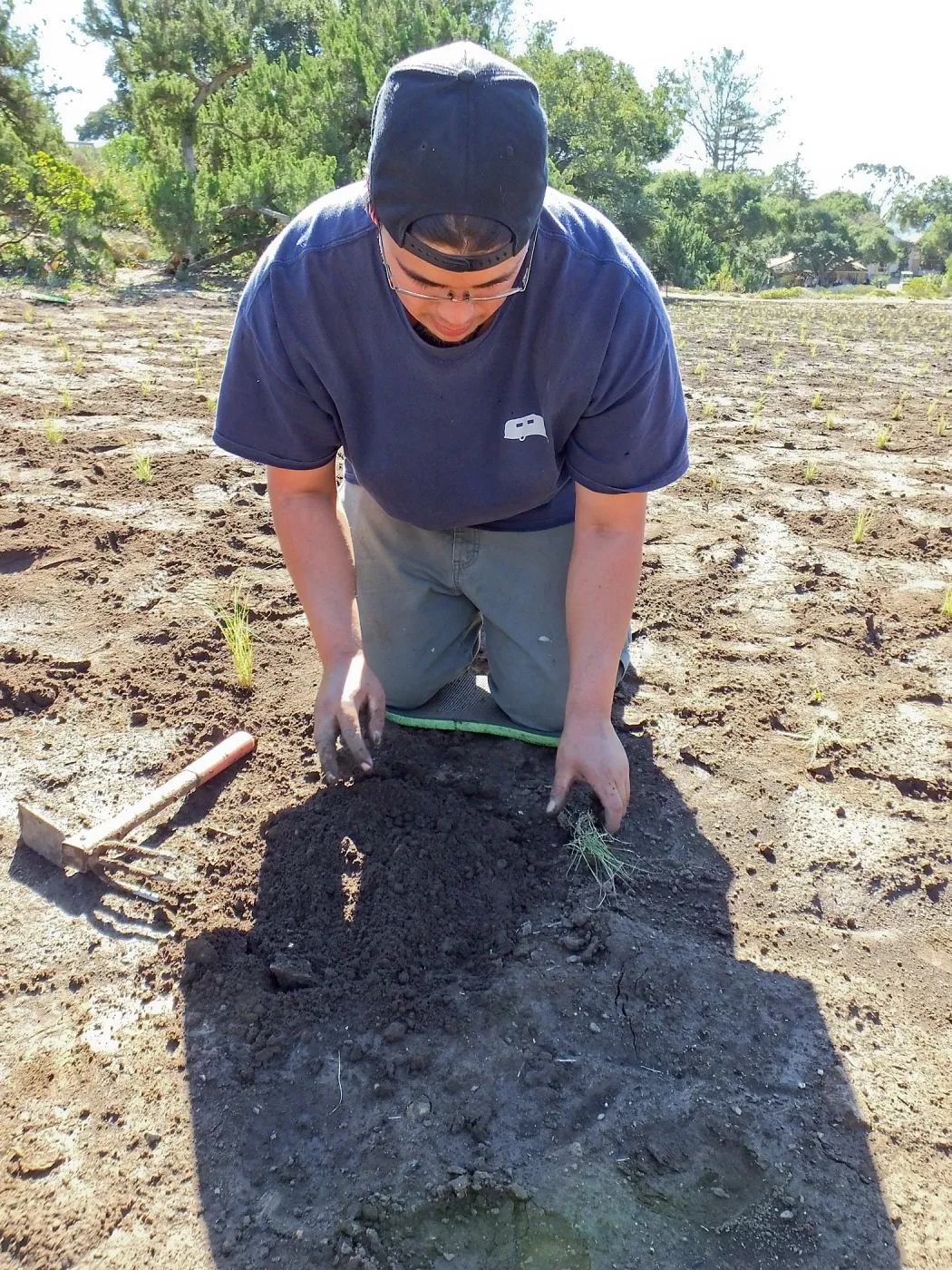 Meadow Revival Project, Blue Gramma Plug Planting, Volunteers from Hofmann Architecture