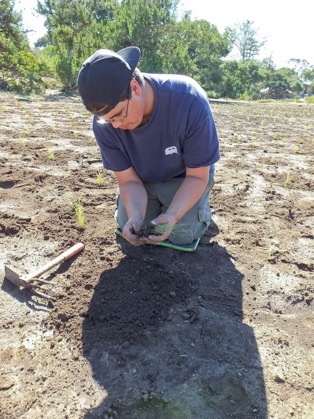 Meadow Revival Project, Blue Gramma Plug Planting, Volunteers from Hofmann Architecture