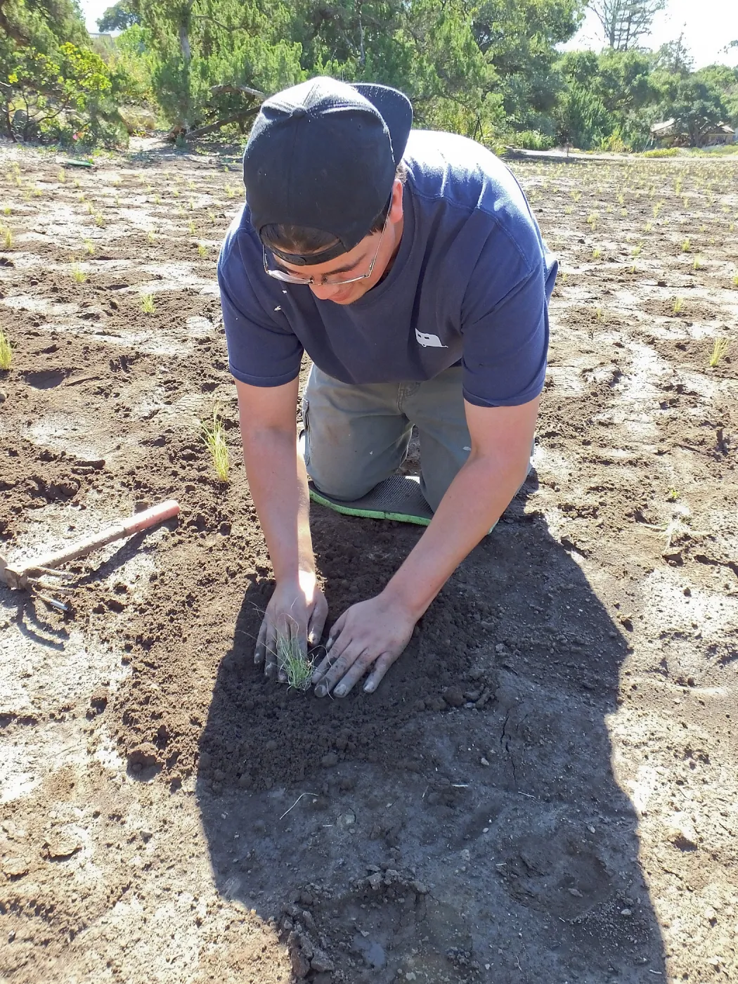 Meadow Revival Project, Blue Gramma Plug Planting, Volunteers from Hofmann Architecture