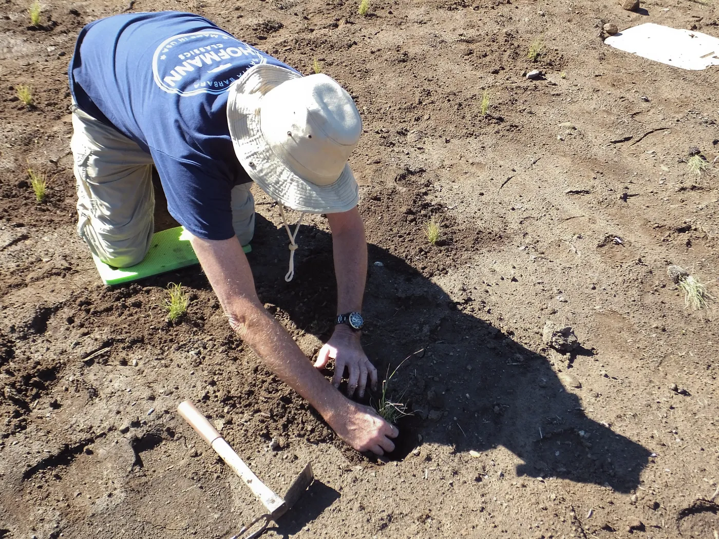 Meadow Revival Project, Blue Gramma Plug Planting, Volunteers from Hofmann Architecture