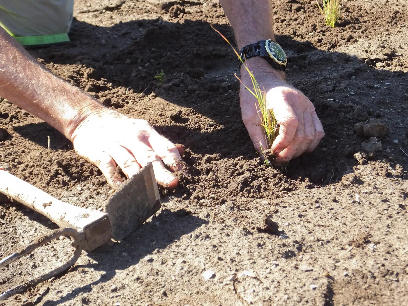 Meadow Revival Project, Blue Gramma Plug Planting, Volunteers from Hofmann Architecture