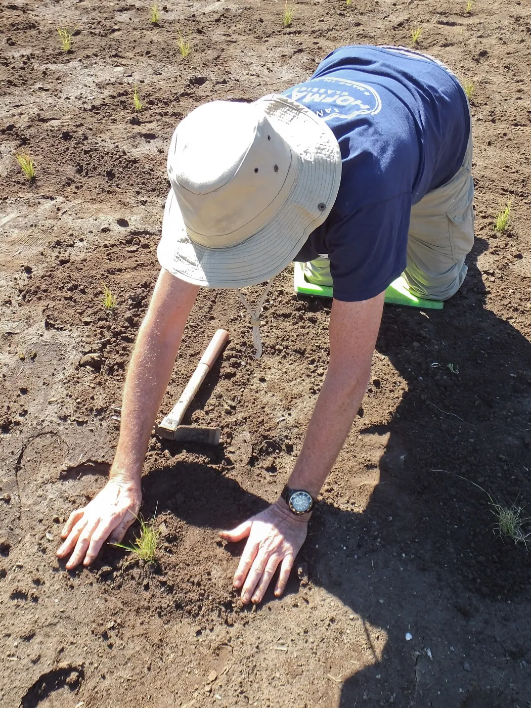 Meadow Revival Project, Blue Gramma Plug Planting, Volunteers from Hofmann Architecture