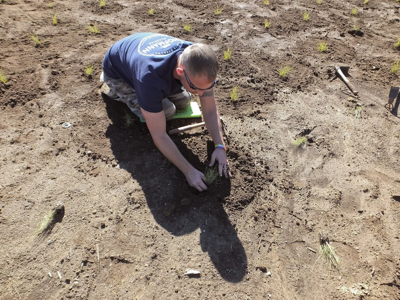 Meadow Revival Project, Blue Gramma Plug Planting, Volunteers from Hofmann Architecture