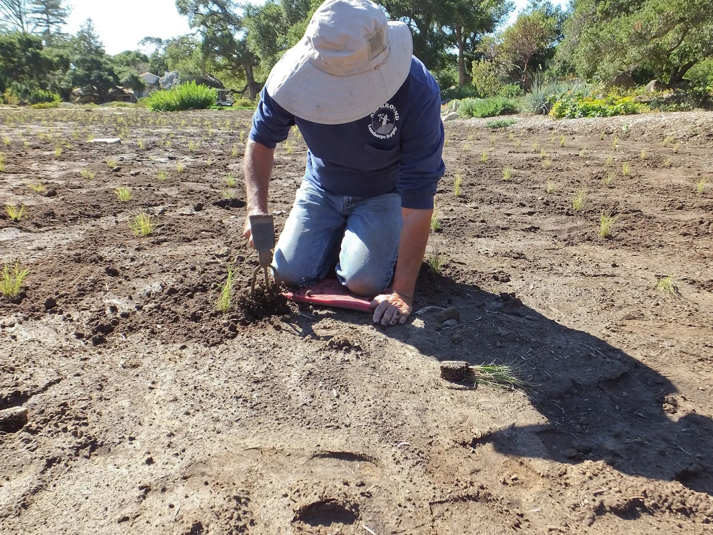Meadow Revival Project, Blue Gramma Plug Planting, Volunteers from Hofmann Architecture