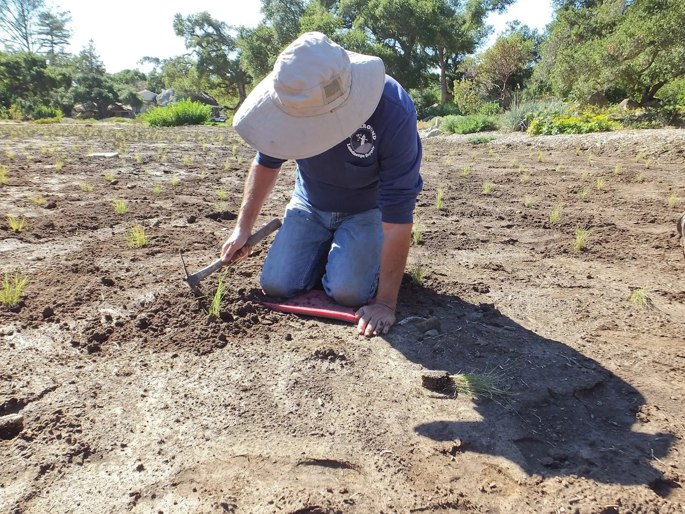 Meadow Revival Project, Blue Gramma Plug Planting, Volunteers from Hofmann Architecture