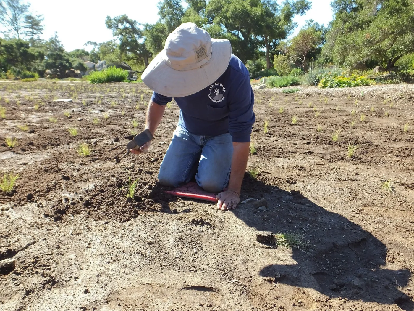 Meadow Revival Project, Blue Gramma Plug Planting, Volunteers from Hofmann Architecture