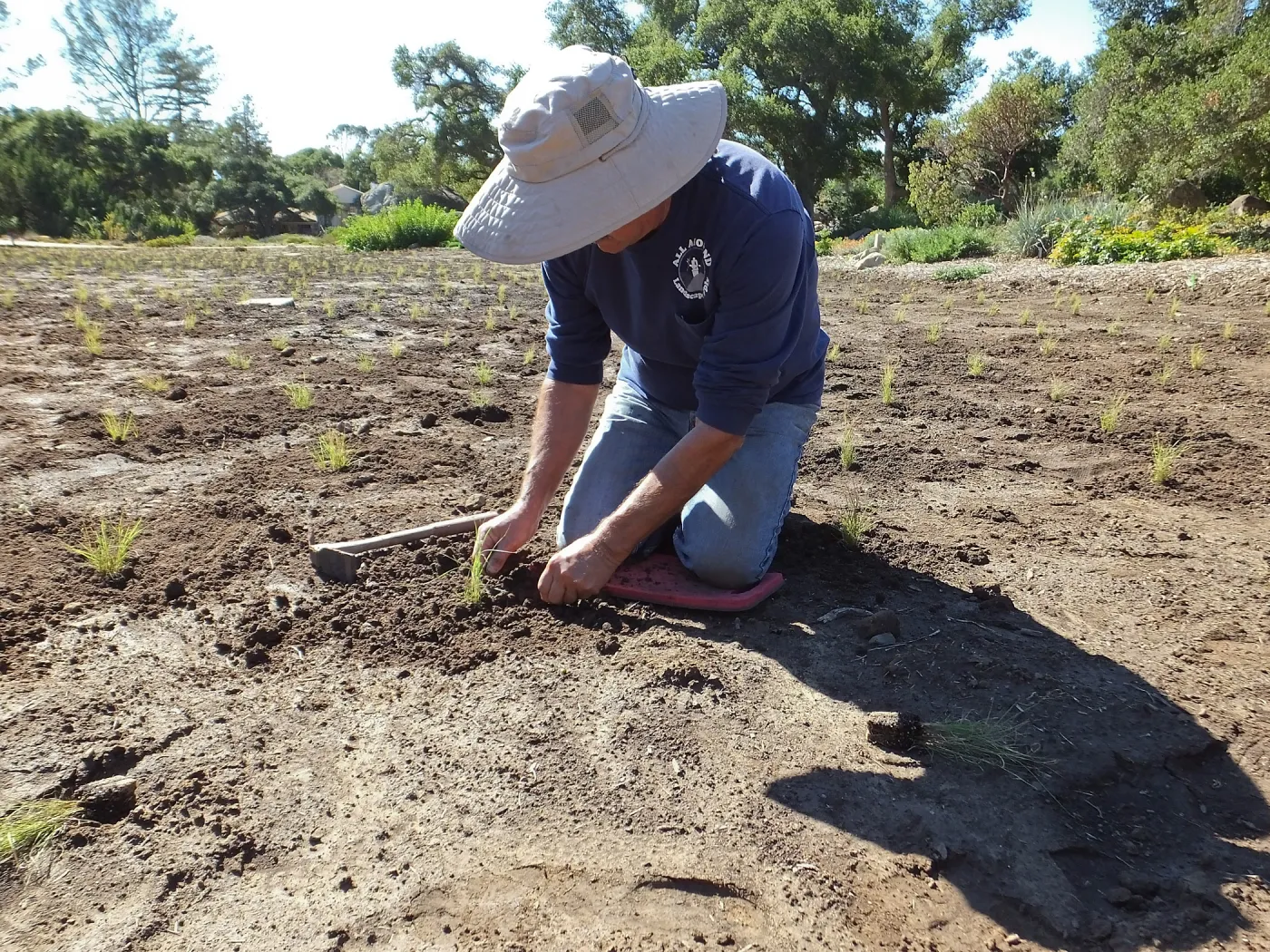 Meadow Revival Project, Blue Gramma Plug Planting, Volunteers from Hofmann Architecture