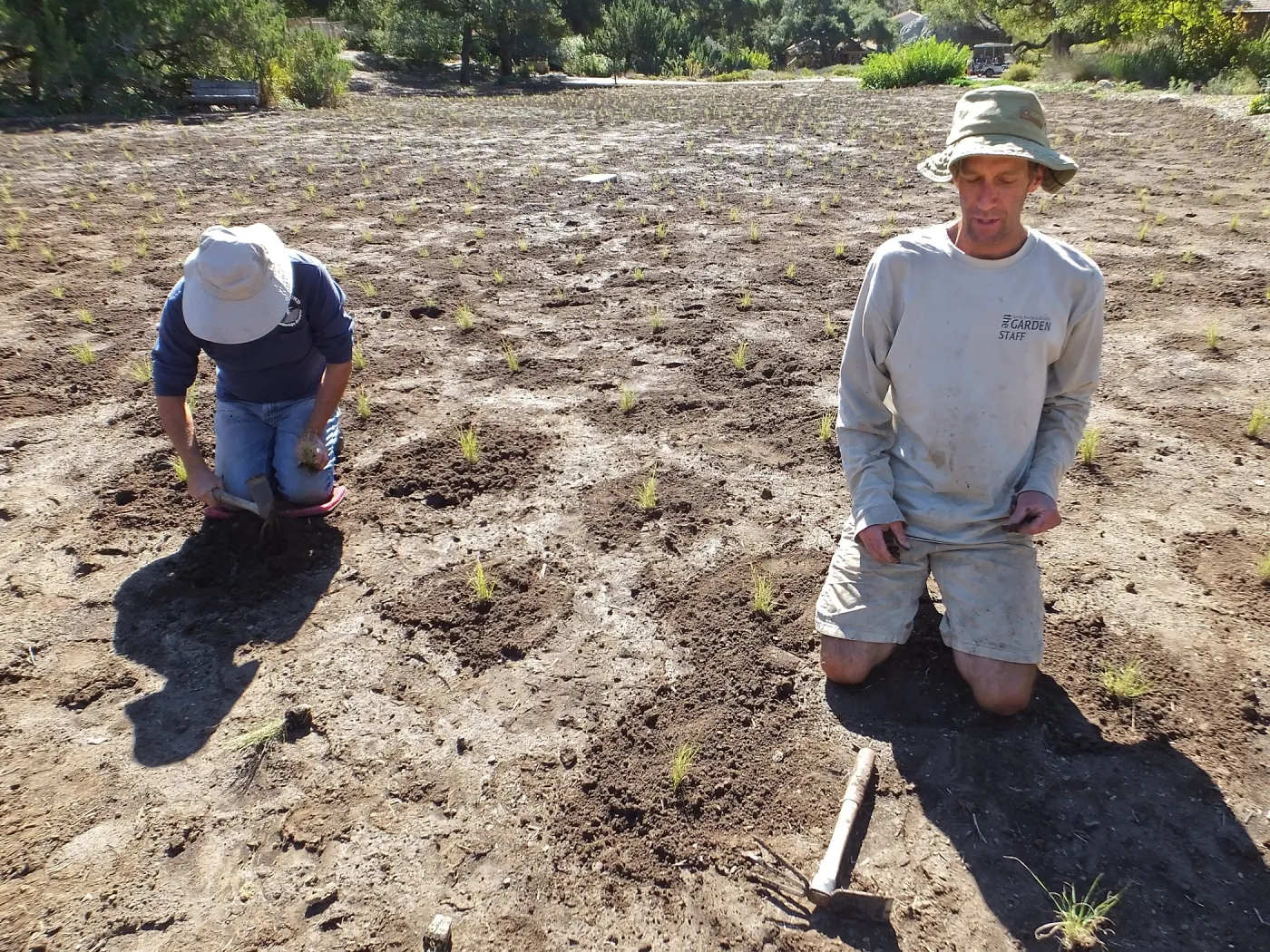 Meadow Revival Project, Blue Gramma Plug Planting, Volunteers from Hofmann Architecture