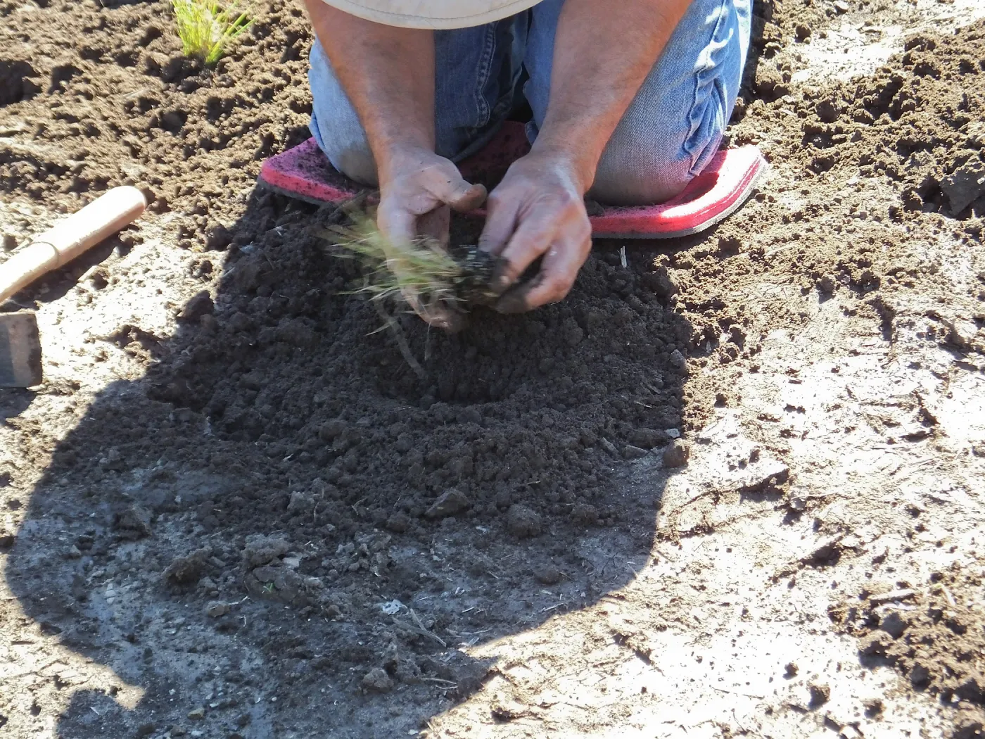 Meadow Revival Project, Blue Gramma Plug Planting, Volunteers from Hofmann Architecture