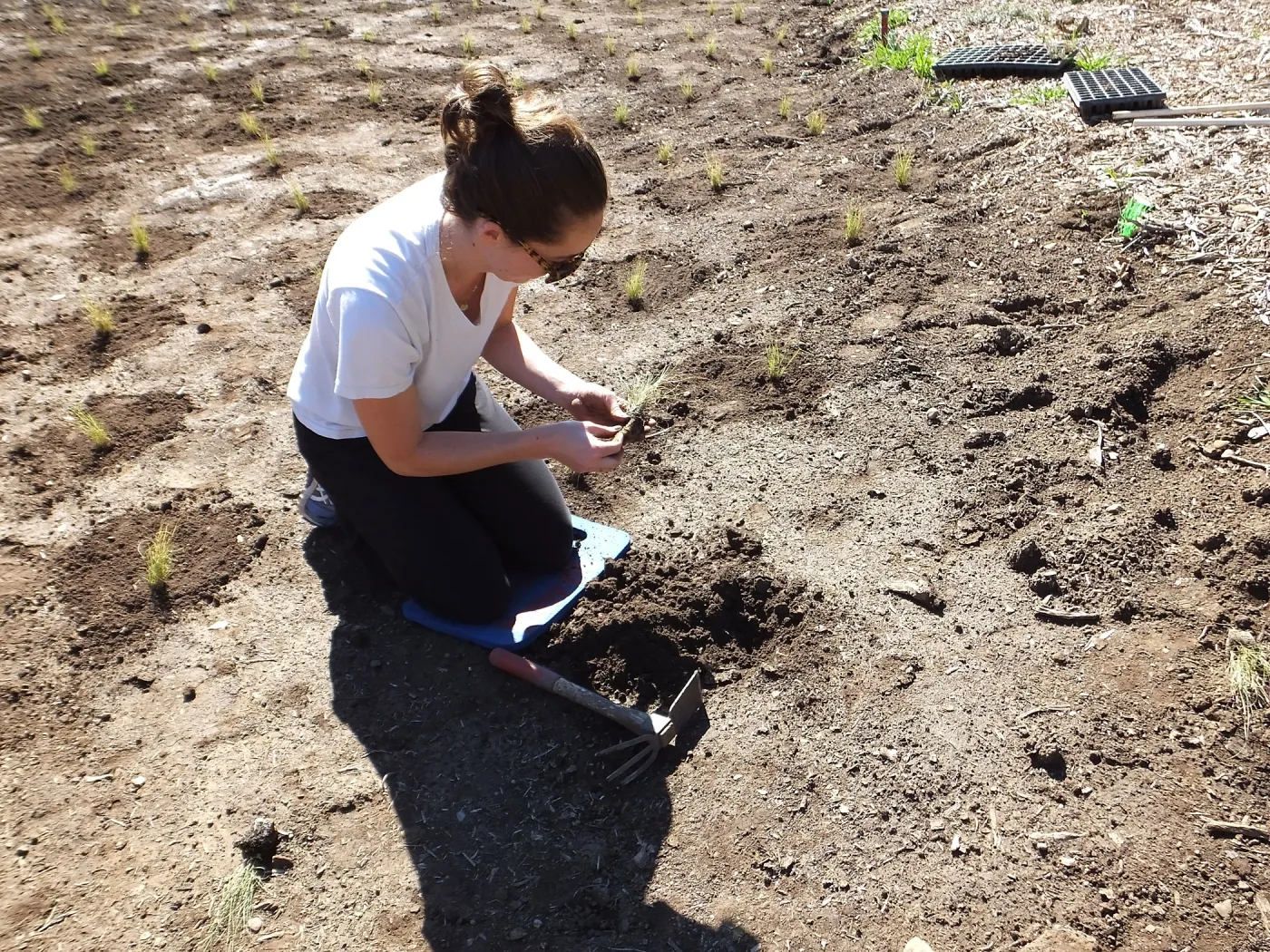 Meadow Revival Project, Blue Gramma Plug Planting, Volunteers from Hofmann Architecture