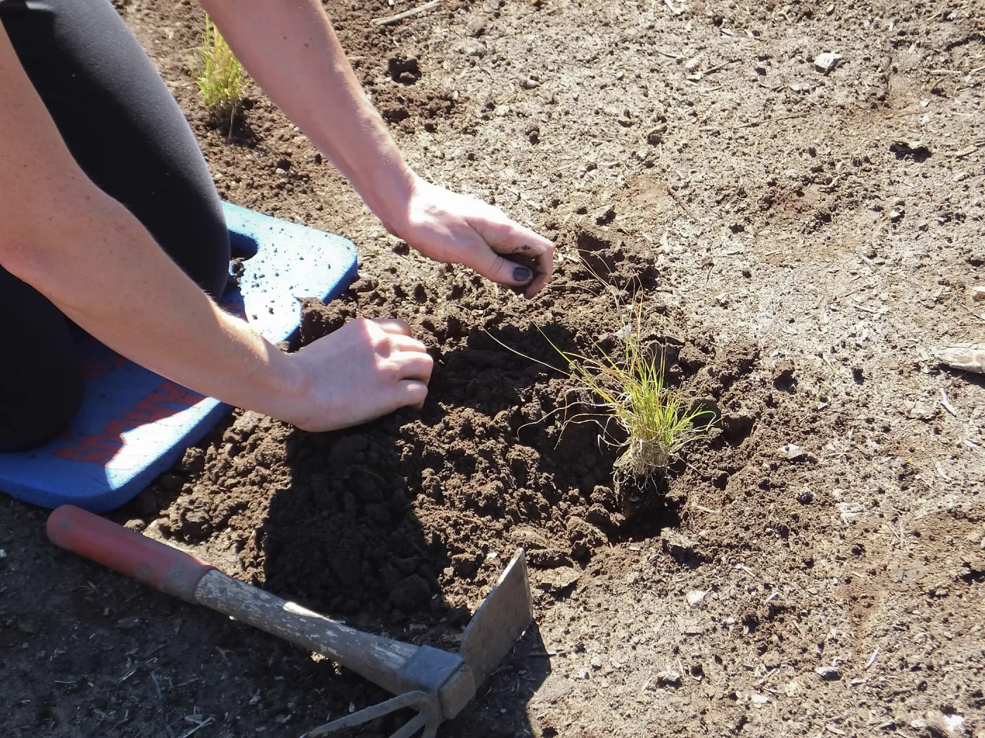 Meadow Revival Project, Blue Gramma Plug Planting, Volunteers from Hofmann Architecture