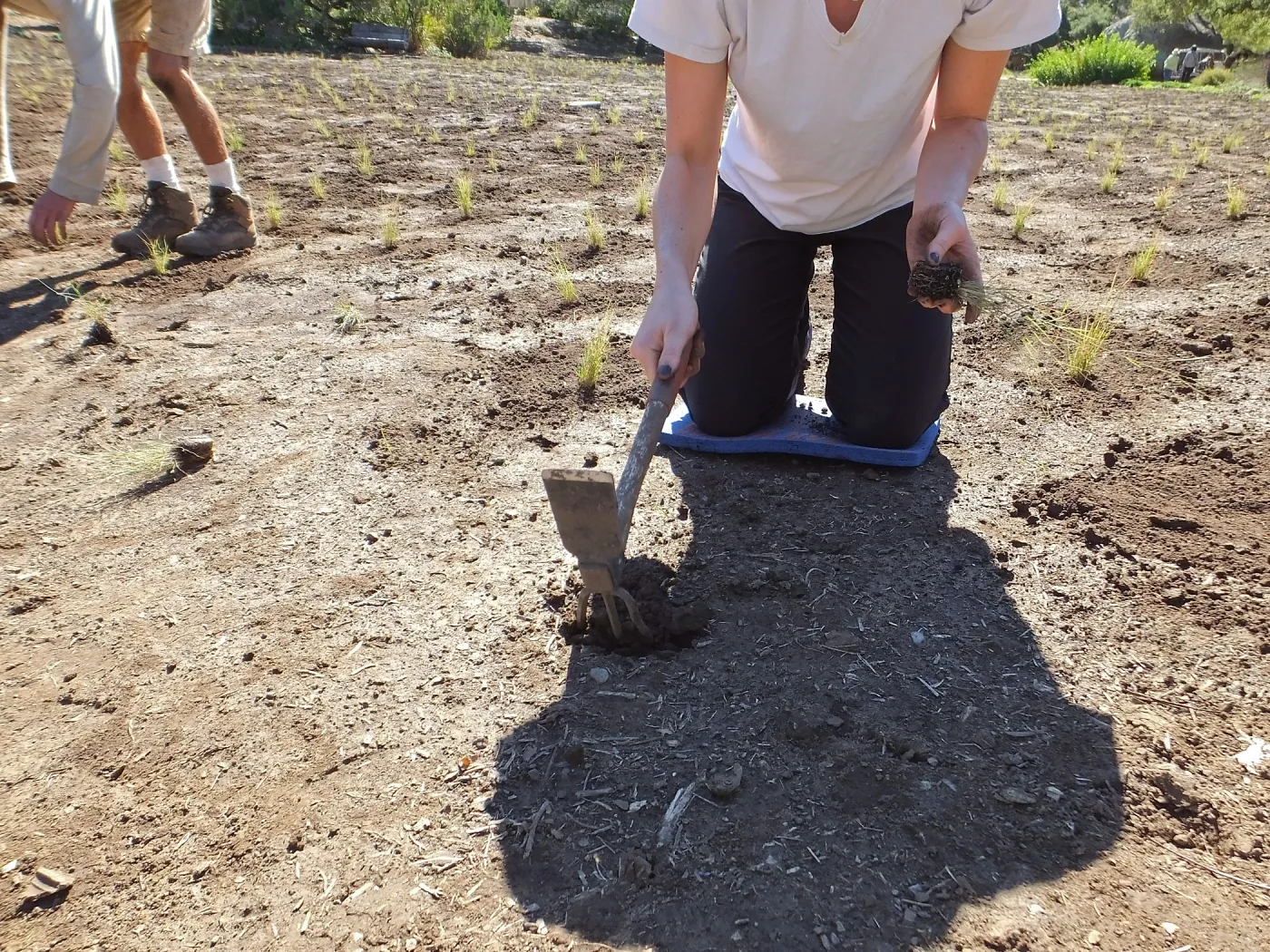 Meadow Revival Project, Blue Gramma Plug Planting, Volunteers from Hofmann Architecture