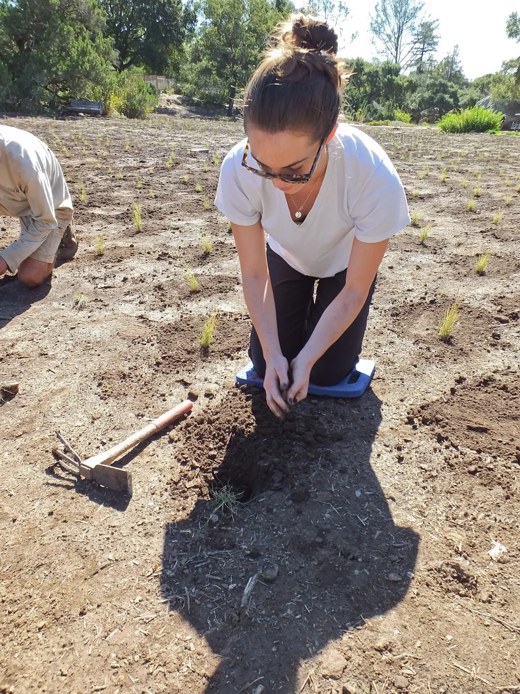 Meadow Revival Project, Blue Gramma Plug Planting, Volunteers from Hofmann Architecture