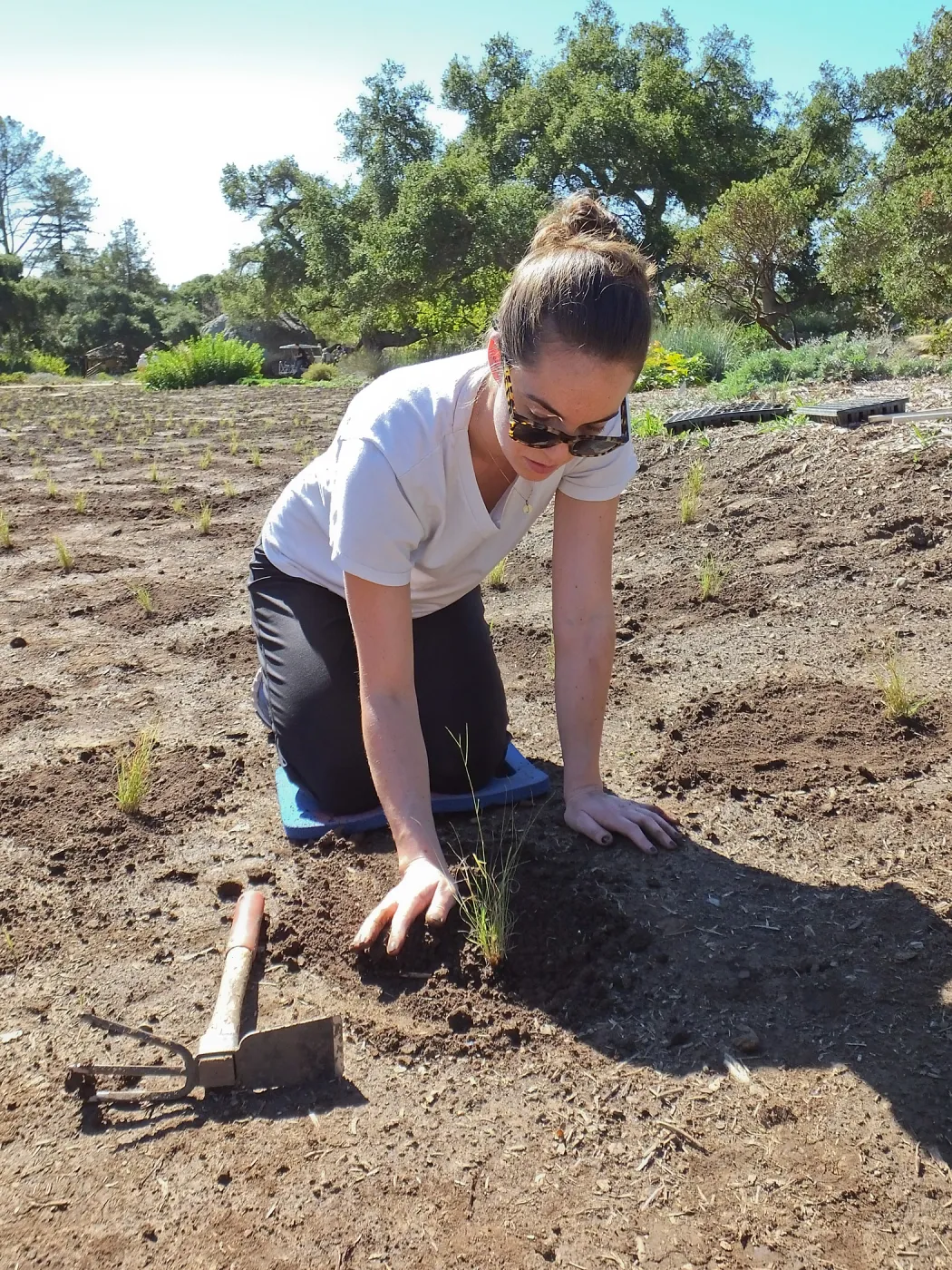 Meadow Revival Project, Blue Gramma Plug Planting, Volunteers from Hofmann Architecture